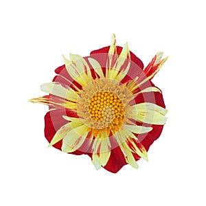 Red-yellow dahlia isolated on white background