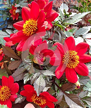Red and yellow Dahlia Roxy flowers