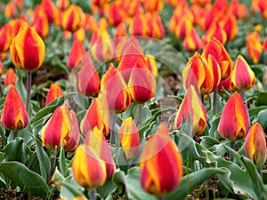 Red Yellow Darwin Flair Tulip