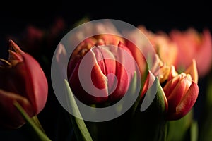 Red yellow Darwin Hybrid Tulips Tulipa cultivar, species Banja Laka