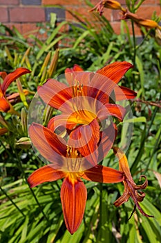 Red And Yellow Day Lily Flowers