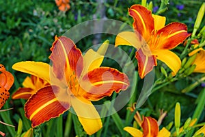 Red-yellow daylilies flowers or Hemerocallis. Daylilies on green leaves background. Flower beds with flowers in garden.