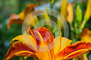 Red-yellow daylilies flowers or Hemerocallis. Daylilies on green leaves background. Flower beds with flowers in garden.