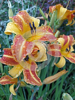 Red-yellow daylilies flowers or Hemerocallis. Daylilies on green leaves background. Flower beds with flowers in garden.