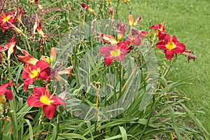 red yellow daylilies lilies plants flowers next to grass and in long grass green. p
