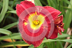 red yellow daylilies lilies plants flowers next to grass and in long grass green. p