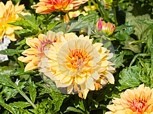 Red and yellow decorative dahlia flowers at flowerbed close-up, selective focus, shallow DOF