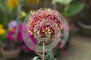 Red and Yellow double colour Chrysanthemum large