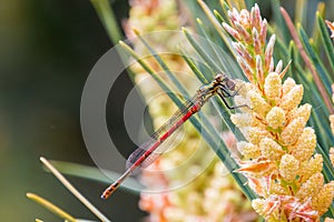 Red and yellow dragon fly sitting on new shoot of pine