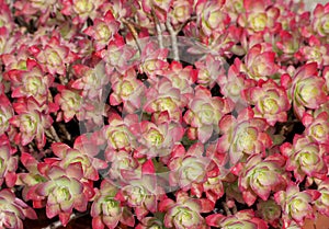 Red and yellow Echeveria plants at the end of winter. It is a genus of succulent plants of Crassulaceae family