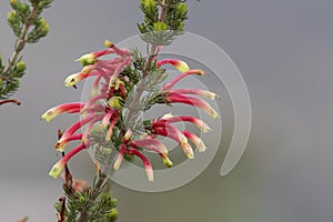 Red and yellow Erica flowers.