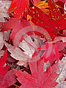 Red yellow fall autumn leaves on the ground