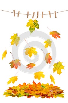 Red yellow falling maple leaves Autumn leaf clothes line