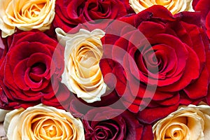 Red and yellow floral roses background