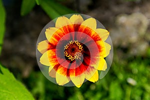 Red and yellow flower