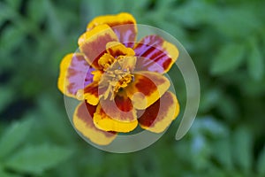 Red and yellow flower on blurred background