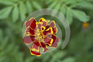 Red and yellow flower on blurred background