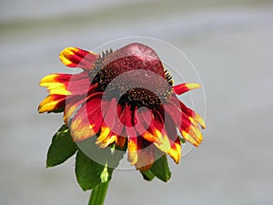 Red-yellow flower on a blurred background