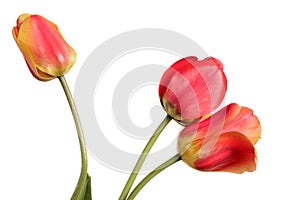 Red-yellow Flower bouquet. Three tulips isolated on a white