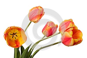 Red-yellow Flower bouquet. Tulips isolated on a white background