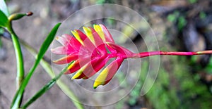 Red and yellow flower of a bromeliad photo