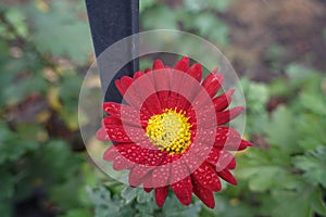 Red and yellow flower of Chrysanthemum with droplets of water