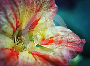 Red yellow flower close up