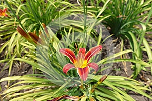 1 red and yellow flower of daylilies in June