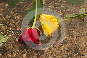 A red and a yellow flower floating in the water on the beach. Cloudy day