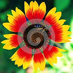 Red-yellow flower - Gaillardia aristata