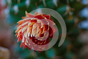 a red and yellow flower with green leaves in the background and a blurry background behind it