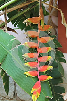 Red and Yellow Flower of Heliconia rostrata