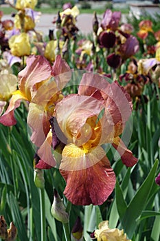 Red and yellow flower of iris