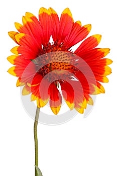 Red and yellow flower of the perennial Indian blanketflower, also known as sundance or firewheel, a hybrid with the scientific