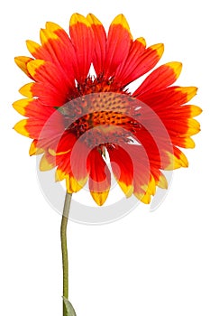 Red and yellow flower of the perennial Indian blanketflower, also known as sundance or firewheel, a hybrid with the scientific photo