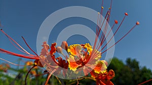 Red yellow flower pistil bloom