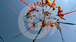 Red yellow flower pistil bloom II