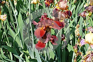 Red and yellow flowers of bearded irises