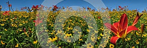Red and Yellow Flowers in Full Bloom with Blue Sky, Panorama/Banner