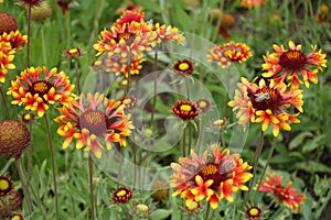 Red and yellow flowers of Gaillardia aristata with bee in June