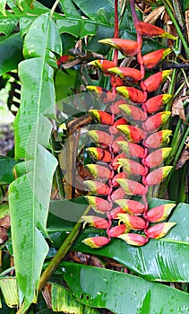 Red Yellow Flowers of Heliconia Rostrata - Lobster Claw - Kerala, India