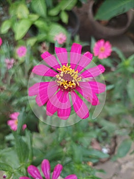 Red & yellow flowers of Red Spotted Yellow Plant enhance yards, gardens, terraces with unique beauty and liveliness.