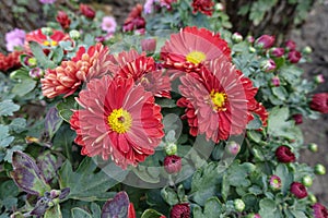 5 red and yellow flowers of semidouble Chrysanthemums in October photo