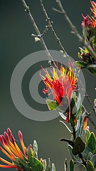 Red and yellow flowers in Yanacocha Reserve