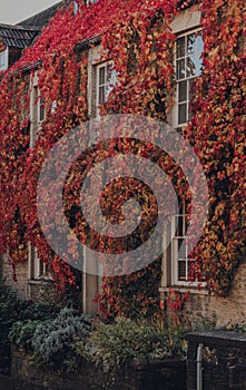 Red and yellow foliage over a house in Frome, Somerset, UK