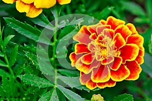 Red And Yellow French Marigold Flower