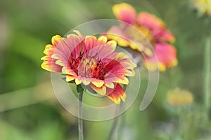 Red and yellow Gaillardia fanfare Flower in Hongshilin national park photo