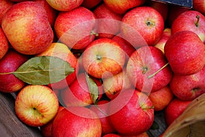 Red and yellow Gala apples at a farmers market