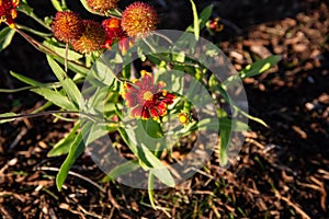 Red yellow gallardia plant in the morning sun photo