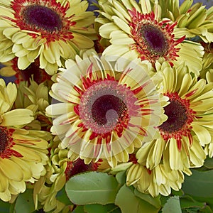 Red and yellow gerber daisies, floral background